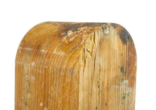 Flugschimmel auf Holzoberfläche