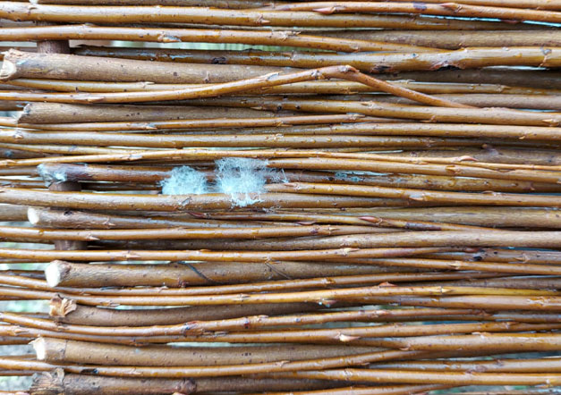 Flugschimmel auf Weidengeflecht