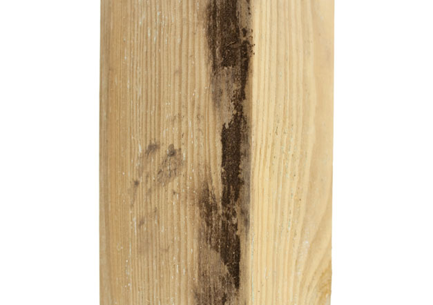 Stockflecken auf Holzbrett