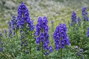 Wunderschön, aber giftig: Diese 60 Gartenpflanzen haben es in sich!