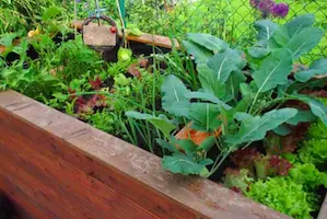 Ein Hochbeet aus Holz selbst bauen, anpflanzen und pflegen