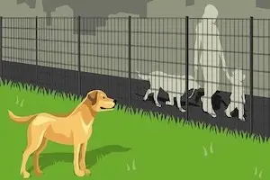 Zaun für Hunde. Darauf kommt es an