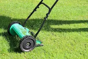 Warum sich Rasen mulchen für Sie wirklich lohnt?
