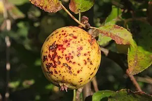 Alarmstufe 1: Apfelschorf, Sternrußtau, Mehltau & Co. erkennen und vorbeugen