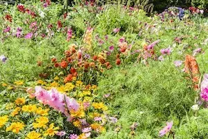 Verwandle den Garten in ein ökologisches Paradies
