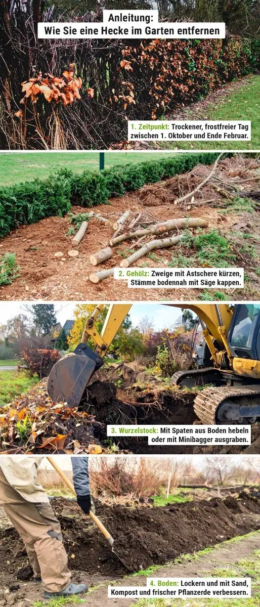 Alte Hecke entfernen: So gelingt der Rückbau