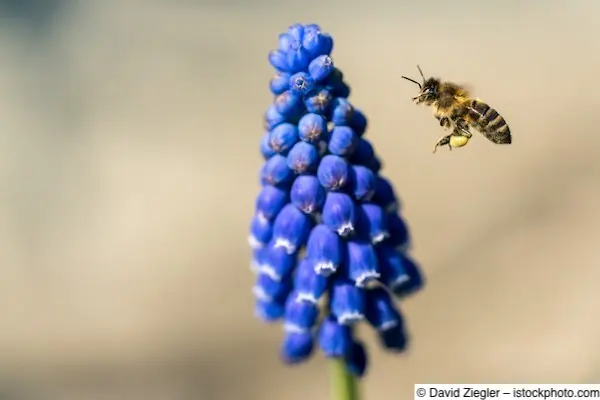 Biene fliegt Traubenhyazinthe zum Pollensammeln an