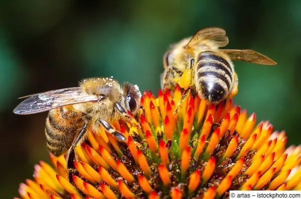 Zwei Honigbienen sammeln Nektar auf Blütenkopf Zwei Bienen sammeln Nektar auf einer orange-gelben Blüte und tragen dabei Pollen an ihren Beinen.