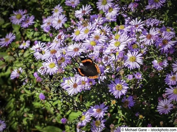 Der Tagfalter Roter Admiral bestäubt eine Wildblume