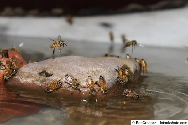 Wildbienen nutzen Stein im Wasser zum Rasten und Trinken