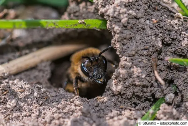 Wildbienenweibchen krabbelt aus unterirdischem Nistplatz