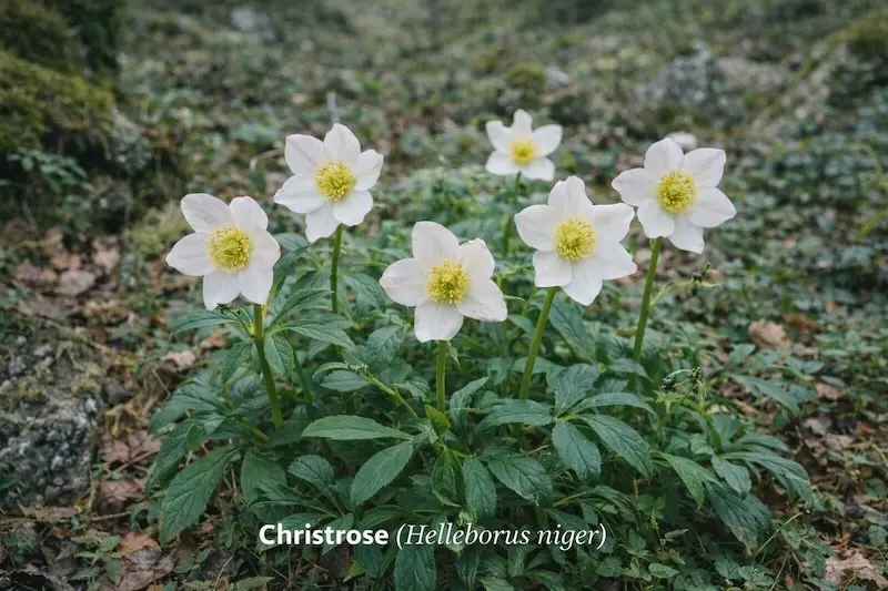 Christrose (Helleborus niger)