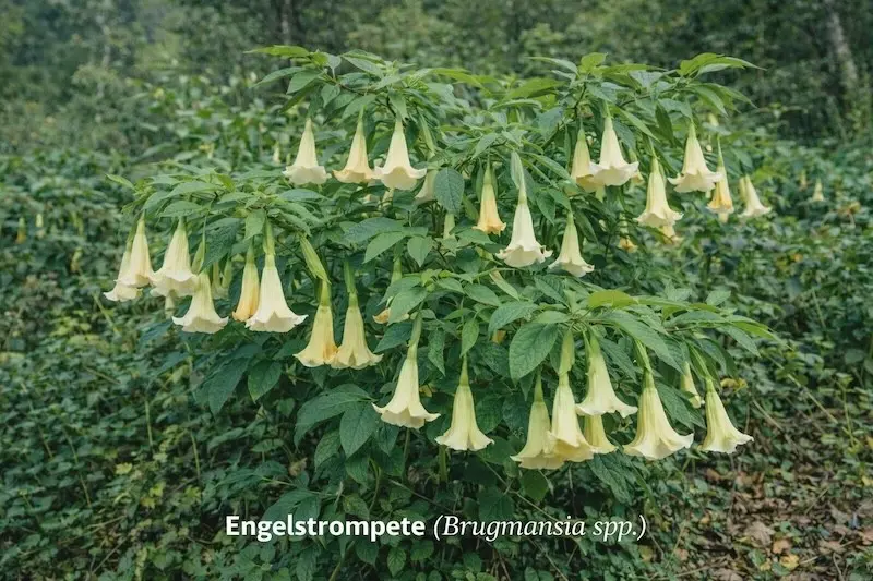 Engelstrompete (Brugmansia spp.)