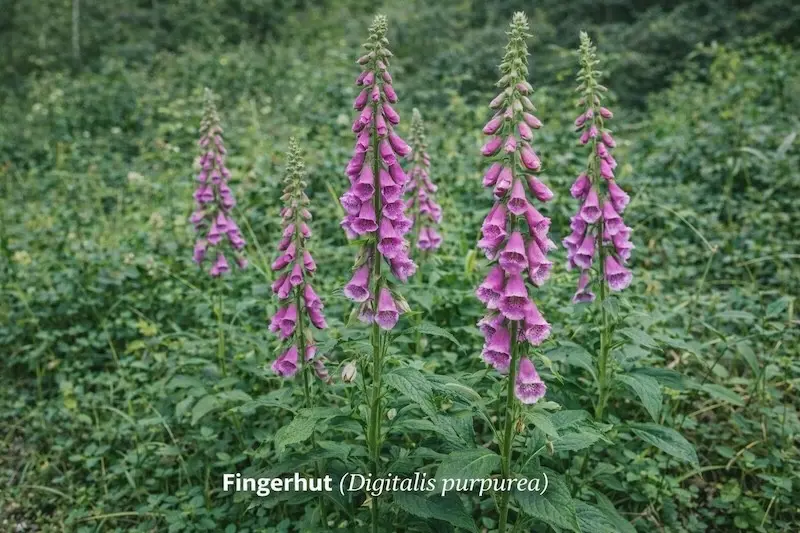 Fingerhut (Digitalis purpurea)
