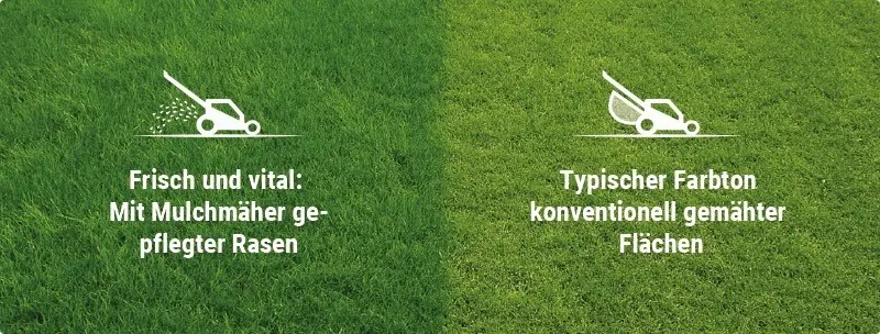 Gemulchter und konventionell gemähter Rasen im Vergleich