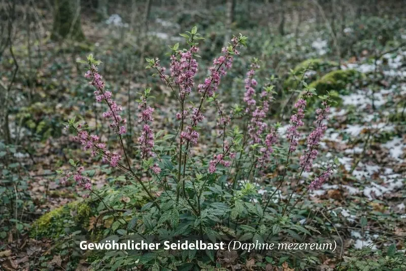 Gewöhnlicher Seidelbast (Daphne mezereum)