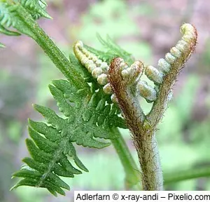Adlerfarn