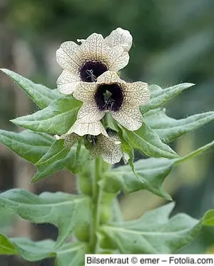 Bilsenkraut