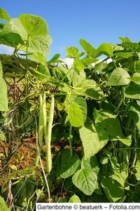Gartenbohne