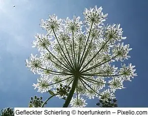 Gefleckter Schierling