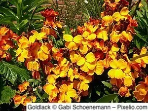 Goldlack