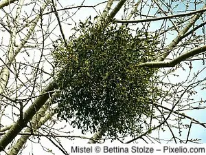Mistel