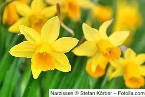 Narzissen