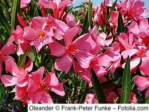 Oleander