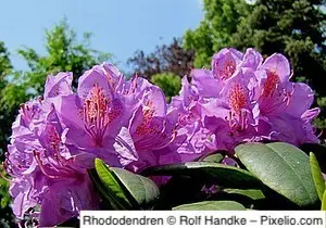 Rhododendren
