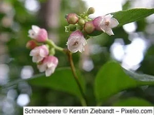 Schneebeere