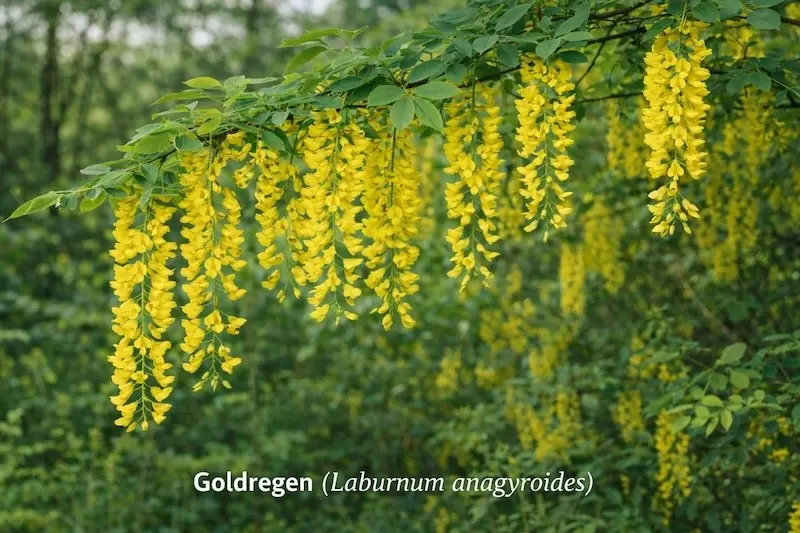 Goldregen (Laburnum anagyroides)