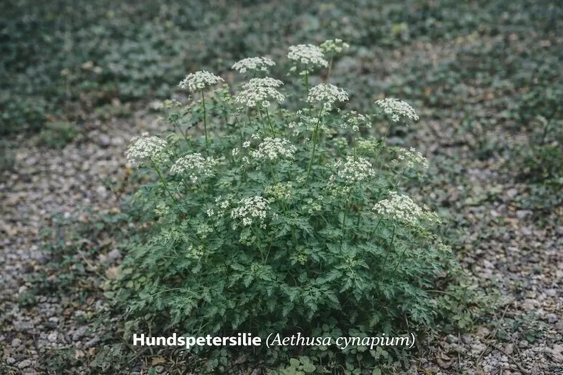 Hundspetersilie (Aethusa cynapium)