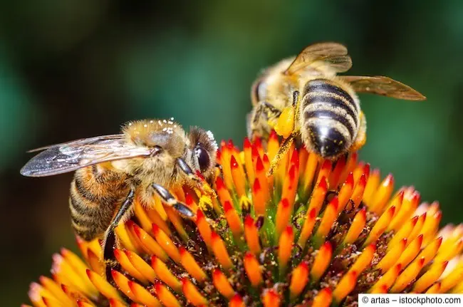 Zwei Bienen sammeln Nektar auf Blütenkopf