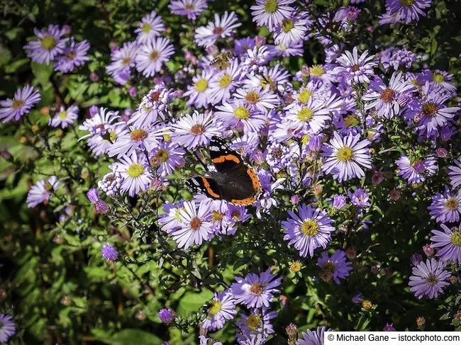 Tagfalter (Roter Admiral) fliegt über Wildblumenwiese
