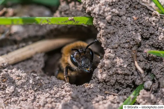 Wildbiene krabbelt aus Erdloch im Boden