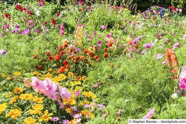 Bunt blühende Bienenweide – gut für die Biodiversität