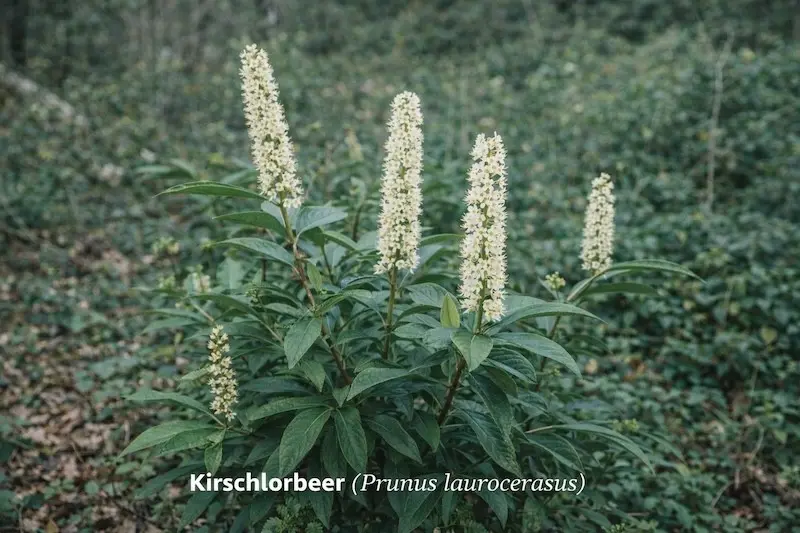 Kirschlorbeer (Prunus laurocerasus)