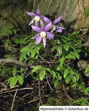 Für die Alpenwaldrebe sind Spaliere ideal