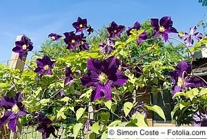 Clematis blühen von Frühling bis Spätsommer in breiter Farbpalette Blühende violette Clematis als Kletterpflanze an einem Zaun, umgeben von grünem Laub und strahlendem blauen Himmel.