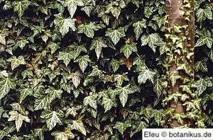 Mit Efeu bewachsene Hauswand