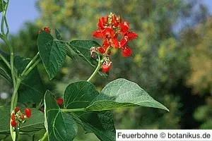 Die schnell schlingende Feuerbohne sorgt für ein dichtes Blätterdach
