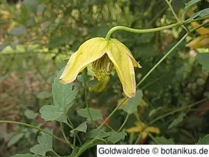 Die Goldwaldrebe – eine Zierde für jeden Garten