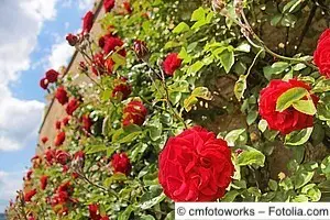 Kletterrosen sind stets eine willkommene Zierde im Garten