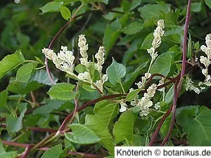 Der Knöterich bedeckt in kürzester Zeit Fassaden