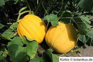Kürbisse sind auf sehr stabile Rankysysteme angewiesen