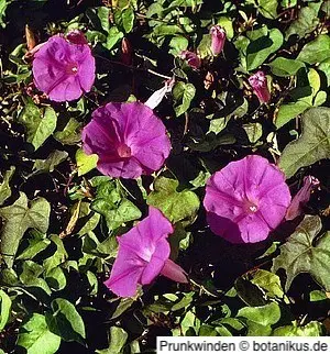 Prunkwinden sind auf stabile Rechteckgitter angewiesen