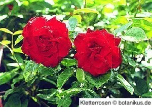 Kletterrose mit zwei Blüten