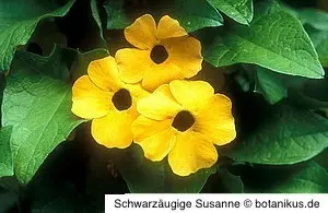 cherengitter empfehlen sich für die Schwarzäugige Susanne