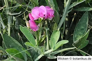 Mit einem Blumenbogen bringen Sie Wicken zur Geltung