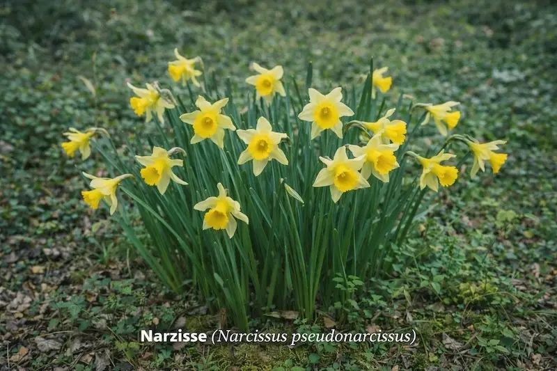 Narzisse (Narcissus pseudonarcissus)